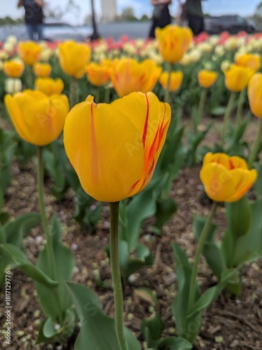 yellow and red tulips