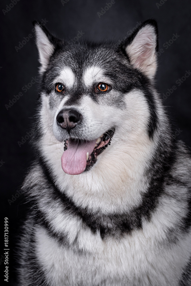 Fototapeta premium The Alaskan Malamute dog portrait