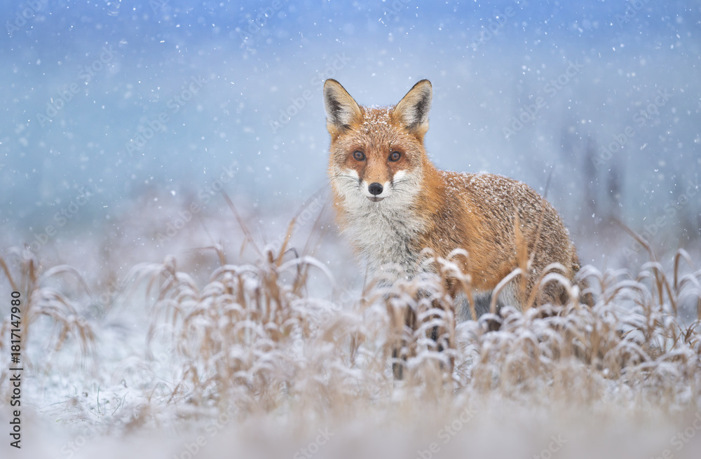 Obraz premium Red fox ( Vulpes vulpes ) in winter scenery