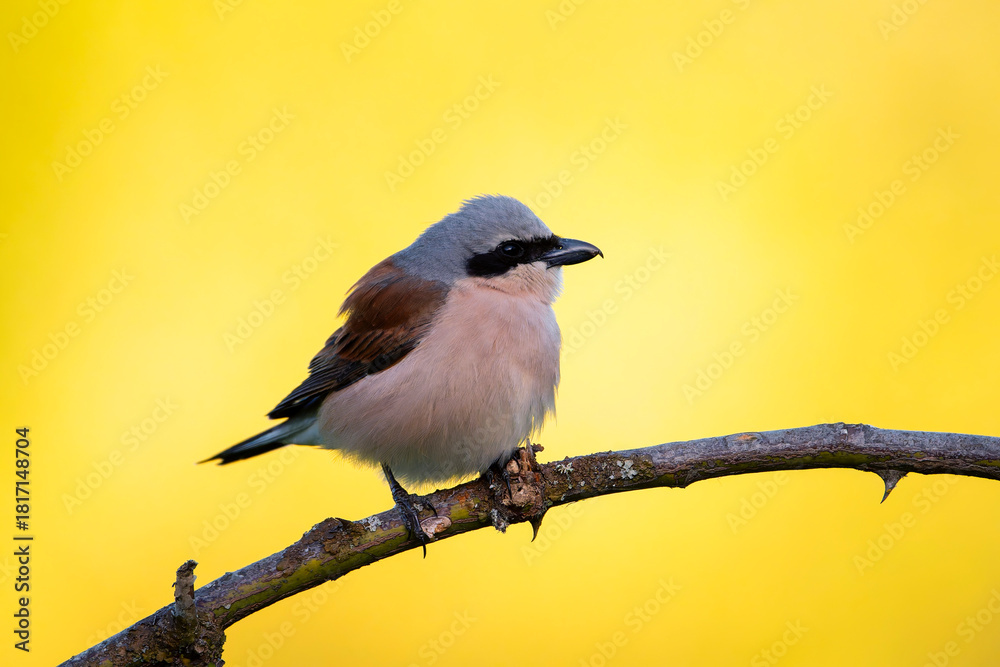 Fototapeta premium Male red backed shrike perched on a branch.