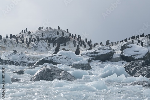 Chinstrap penguins and fur seals along the frozen shoreline on Elephant Island in Antarctica