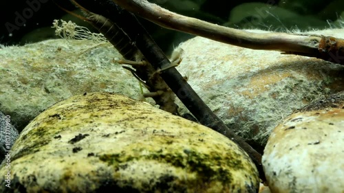 Giant Stonefly nymph (Pteronarcys dorsata) underwater, crawling along a stick in fast flowing water, macro close-up. 
