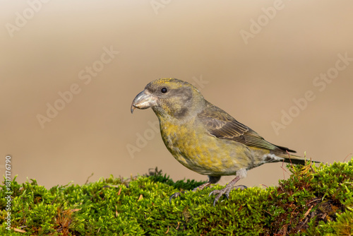 Red Crossbill perched on conifer tree (Loxia curvirostra)