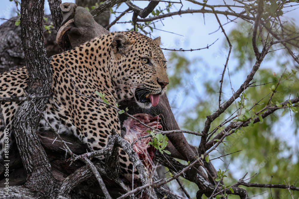 Obraz premium Leopard