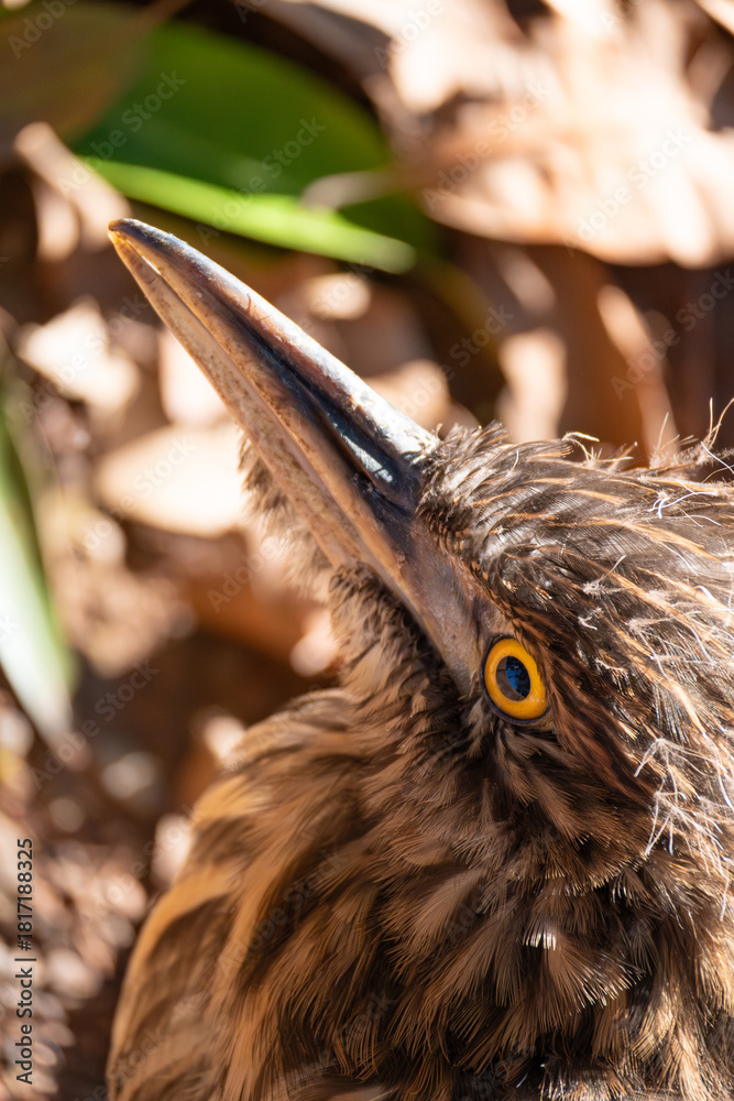 Φωτογραφία Little Heron Butorides striata, Beautiful birds in their natural habitat in a city in Brazil, Natural light, selective focus