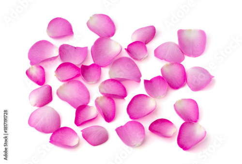 rose petals border on white background