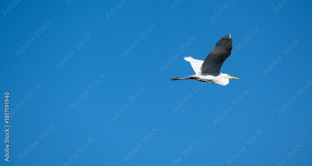 Obraz premium White herons, beautiful birds in their natural habitat in a city in Brazil, natural light, selective focus.