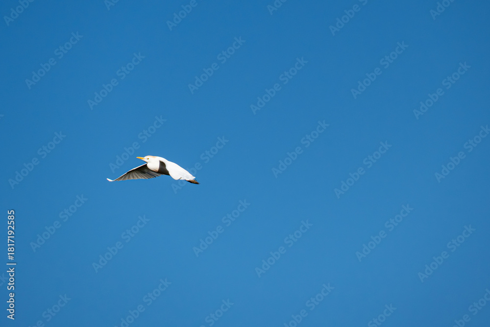 Obraz premium White herons, beautiful birds in their natural habitat in a city in Brazil, natural light, selective focus.