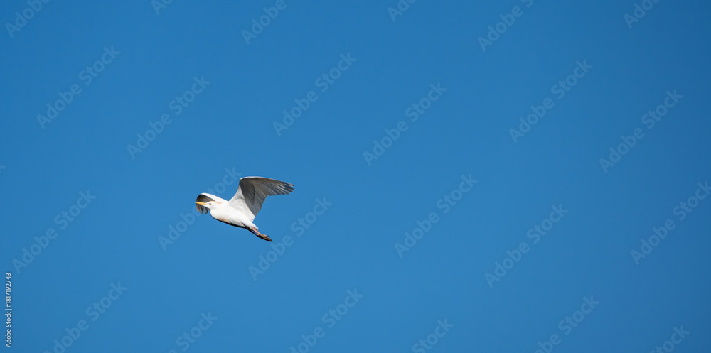 Obraz premium White herons, beautiful birds in their natural habitat in a city in Brazil, natural light, selective focus.