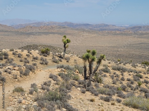 Strands of Joshua trees along the Ryan Mountain hiking trail in Joshua Tree National Park