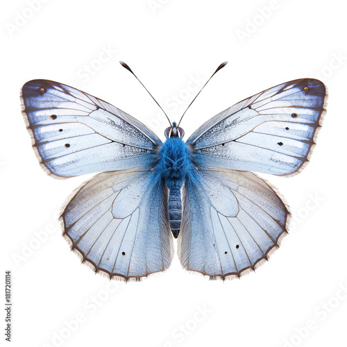 Beautiful Butterfly Resting on a Surface With Vibrant Blue Wings and Delicate...