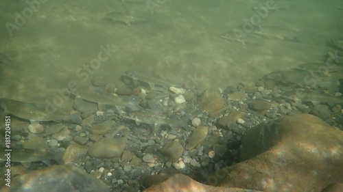 Rocky Mountain Whitefish (Prosopium williamsoni) underwater in a river, slow hand-held pan along the school. 