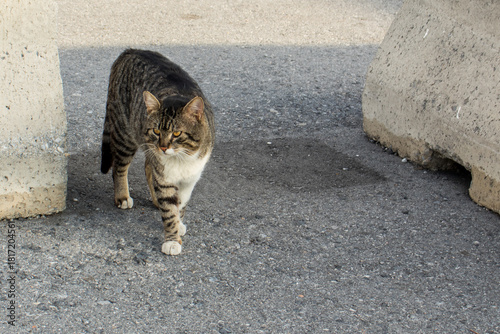 A white and gray cat, walking carefree on the road. Stray cat walks on the roadway, between cement barricades.