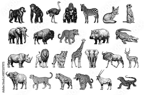 Collection of African animals in line art style