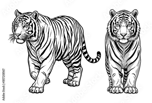 Tiger against white background
