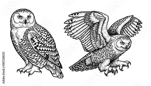 Owl in vintage engraving style, sitting and flying