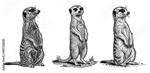 meerkat black and white woodcut engraving