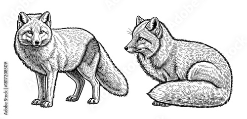 Arctic fox line art in standing and sitting poses