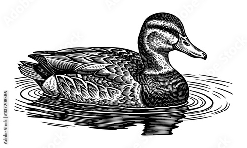 Duck swimming in water detailed line art