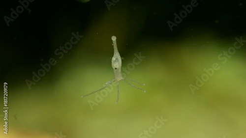 Hydra (Hydrozoa) underwater, attached to glass, showing an ingested daphnia being digested in its “stomach”, extreme macro close-up.