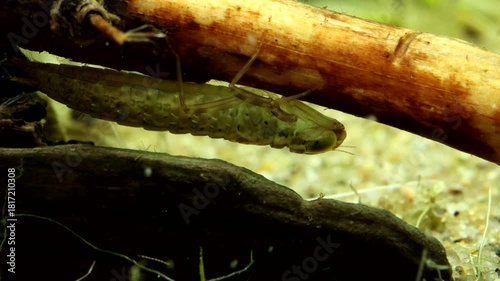 Dragonfly nymph (Aeshna sp.) underwater, slowly crawling along a submerged stick, macro close-up. 