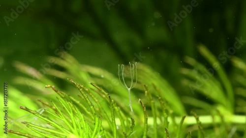 Hydra (Hydrozoa) underwater, attached to aquatic vegetation, delicate tentacles slowly contracting, macro close-up. 