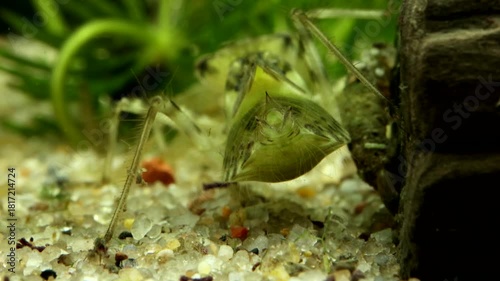 Dragonfly nymph (Libellula sp.) early instar, underwater, breathing with anal spiracle opening and closing, rear view, extreme macro close-up. 