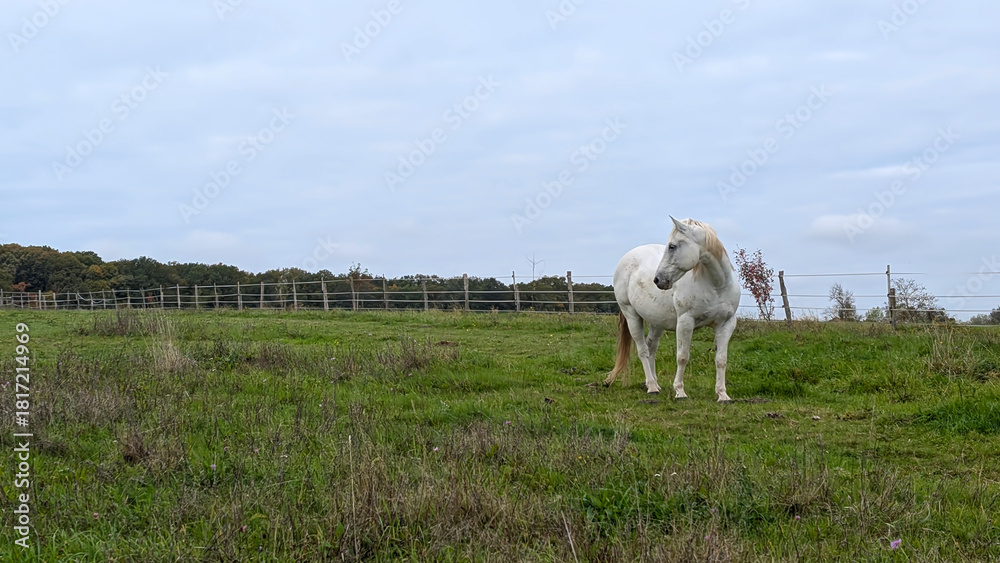 Obraz premium A lonely white horse standing in the field. Dramatic cloudy sky with wind.