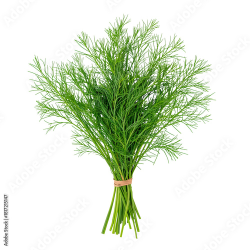 Fresh Bunch of Dill Herb Tied Together for Culinary Use