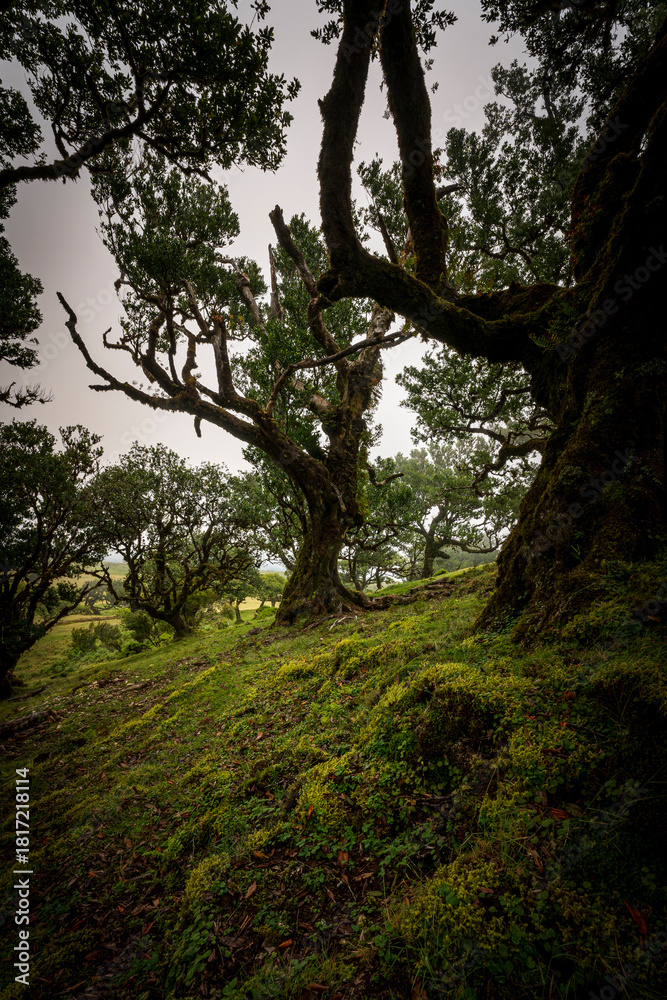 Fototapeta premium Fanal Forest