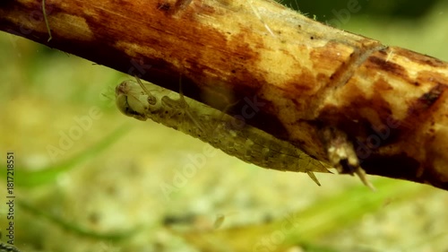 Dragonfly nymph (Aeshna sp.) early instar, underwater, crawling along a stick, macro close-up. 