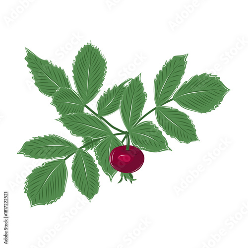 Vector rose hips with red berries and green leaves on a white background. Isolated illustration of plants rich in vitamin C.