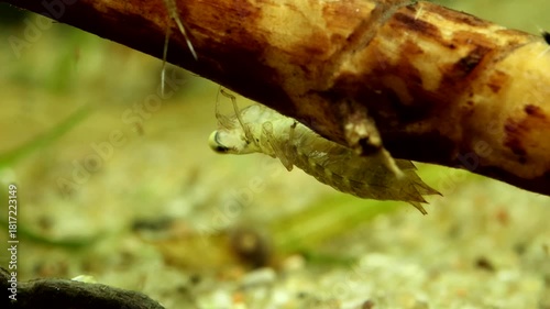 Dragonfly nymph (Aeshna sp.) early instar, underwater, stalking and tracking copepods as they swim just out of striking distance, macro close-up. 
