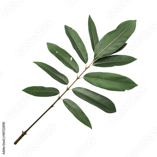 Fresh Green Bay Leaves Arranged on a White Background for Culinary Use or Dec...
