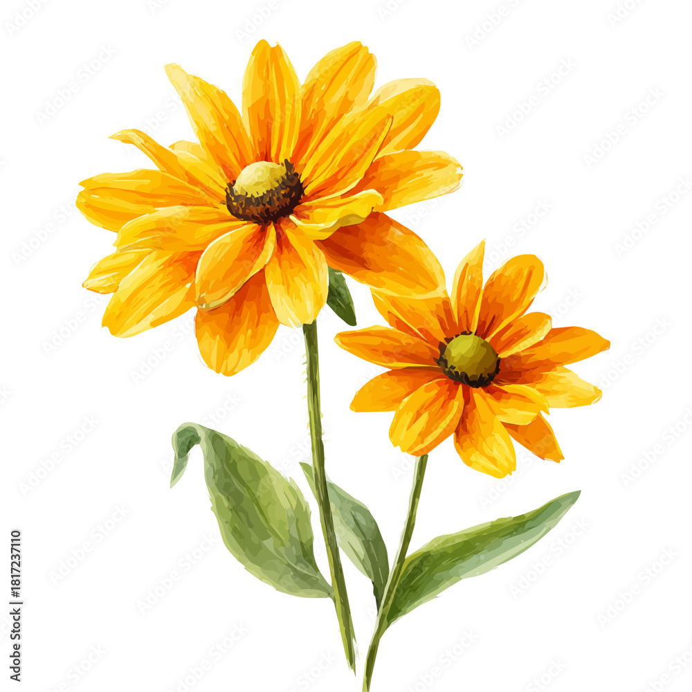Fototapeta premium Rudbeckia watercolor vector, hand-painted style, high-quality illustration isolated on white background.