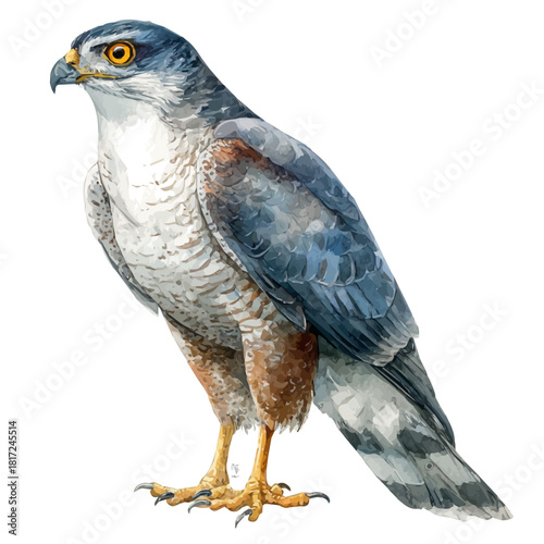 Goshawk watercolor vector illustration, high-quality artwork isolated on a pure white background.