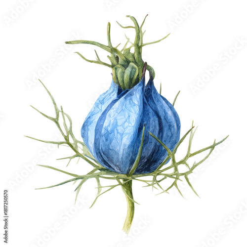 Watercolor Nigella Pod vector, artistic painting style, high-resolution illustration on a pure white background.
