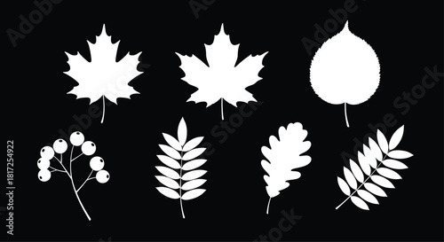 Collection of white autumn leaf silhouettes including maple oak and rowan on a contrasting solid black background for design.