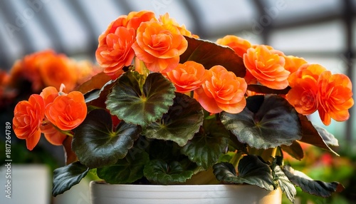 Closeup Of Begonia Plant In A White Pot With Beautiful Big Orange Flowers And Dark Green Leaves Photographed In Greenhouse Summer
