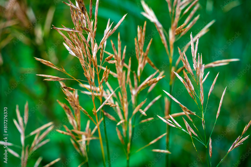 Obraz premium Bunch of dry grass with brown tips
