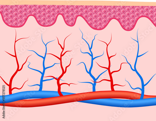 A drawing of a body with red and blue veins