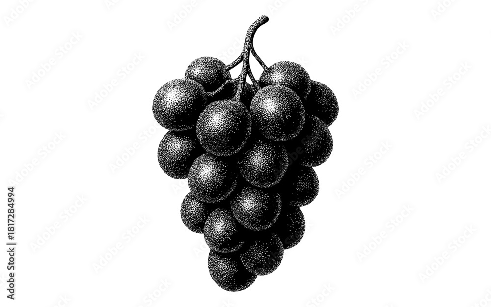 Fototapeta premium Vintage etching of grapes bunch in black and white style