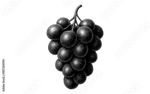 Vintage etching of grapes bunch in black and white style