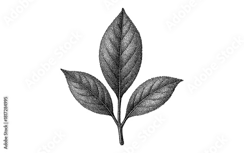 Detailed botanical leaf ink drawing with three leaves and stems for nature design