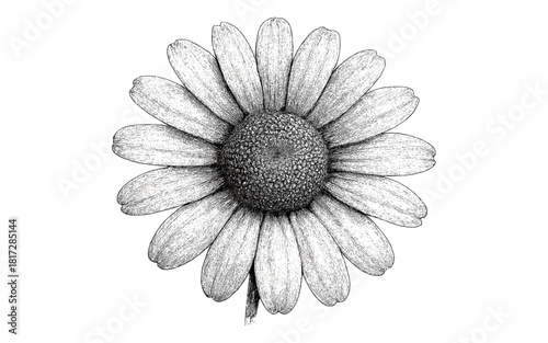 Detailed hand-drawn daisy flower with intricate petals on white background