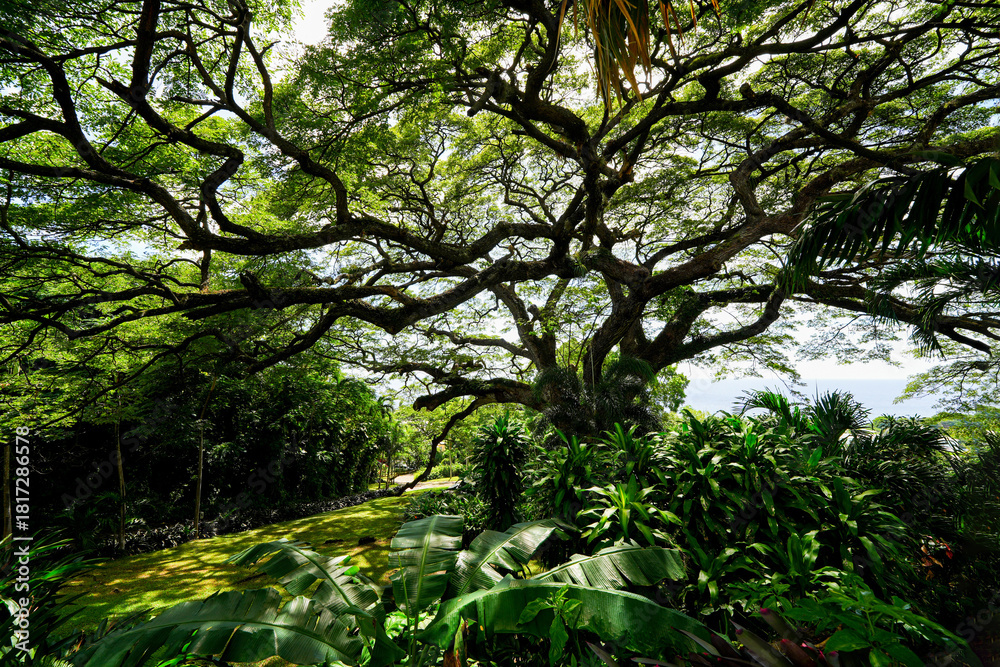 Obraz premium 400-year-old Saman Tree (rain tree) on the ground of Romney Manor in the Wingfield Estate of Saint Kitts island in the Caribbean