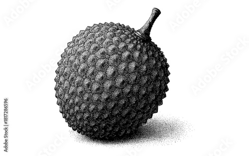 Detailed black and white engraving of a lychee fruit on white background