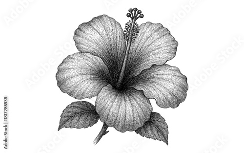Intricate monochrome hibiscus flower with detailed petals and leaves