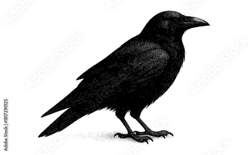 Detailed black crow in stippling art style with white background