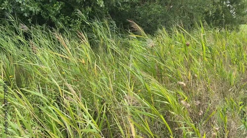 Tall green and yellow marsh reeds swaying in the wind near forest edge
